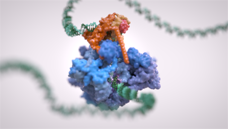 dna-image-rna-polymerase