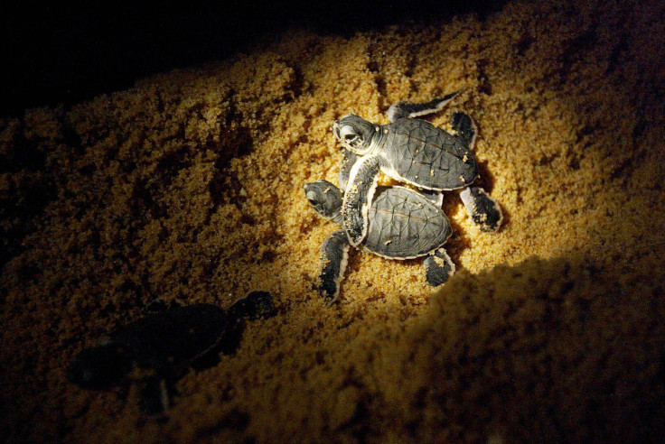 leatherback-sea-turtle-hatchlings