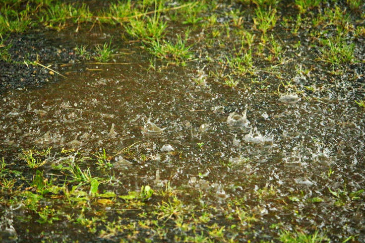 rain-puddle