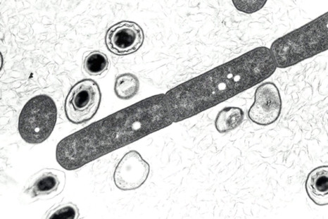 Bacterial Cells 