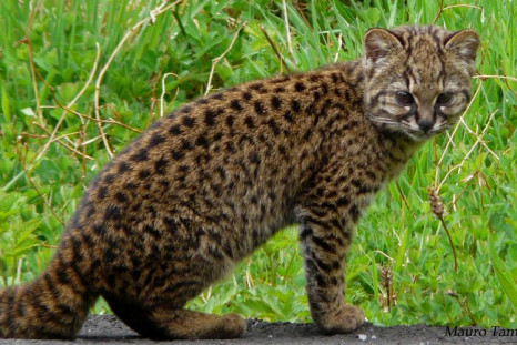 Leopardus_guigna