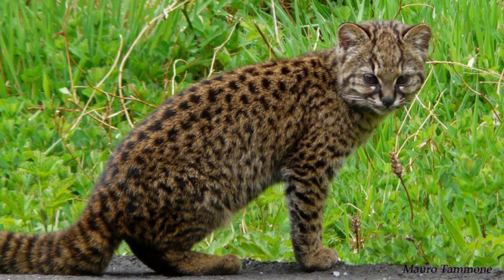 Leopardus_guigna
