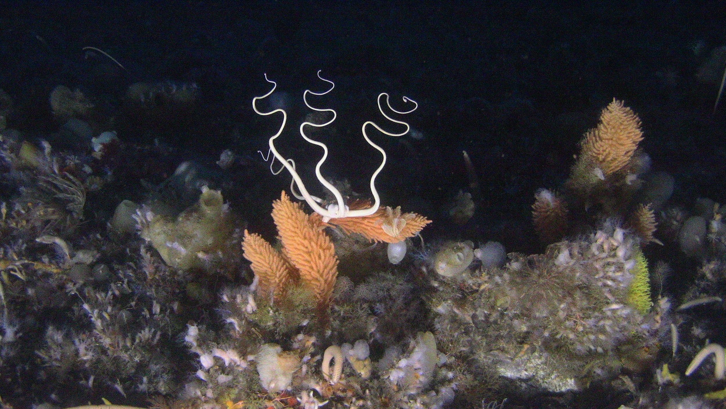 12 New Species Found In The Deep Atlantic; Climate Change Threatens ...