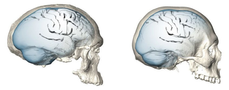 Human Brain Evolution