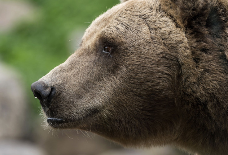 Brown Bear