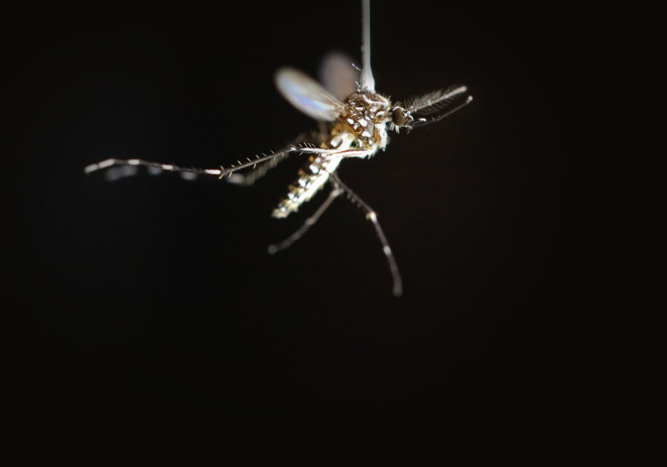 Mosquito Tethered