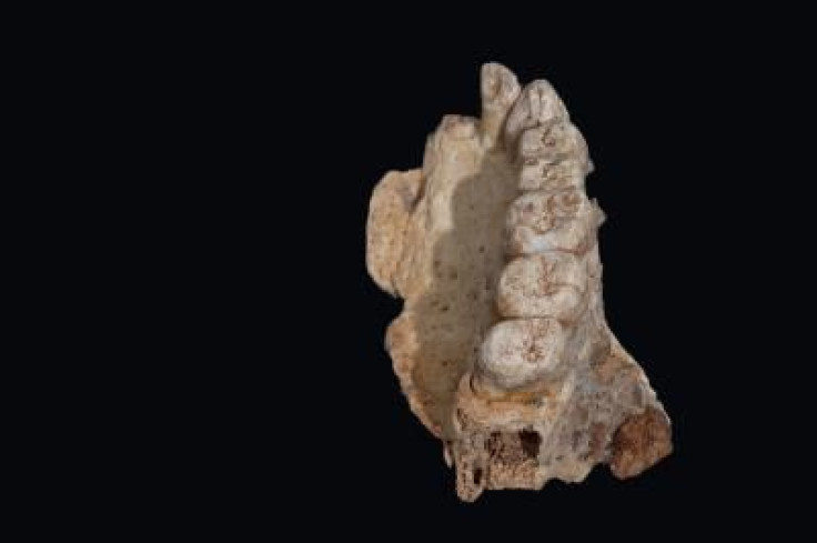 Misliya Fossil