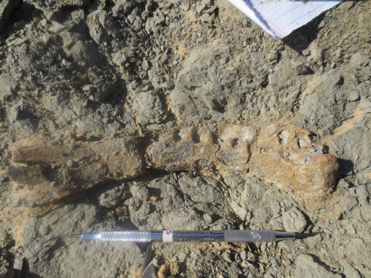 Mansourasaurus Shahinae Jaw