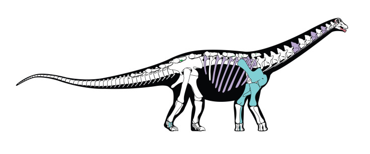 Mansourasaurus Shahinae Bones