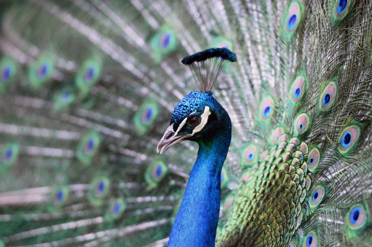 peacock