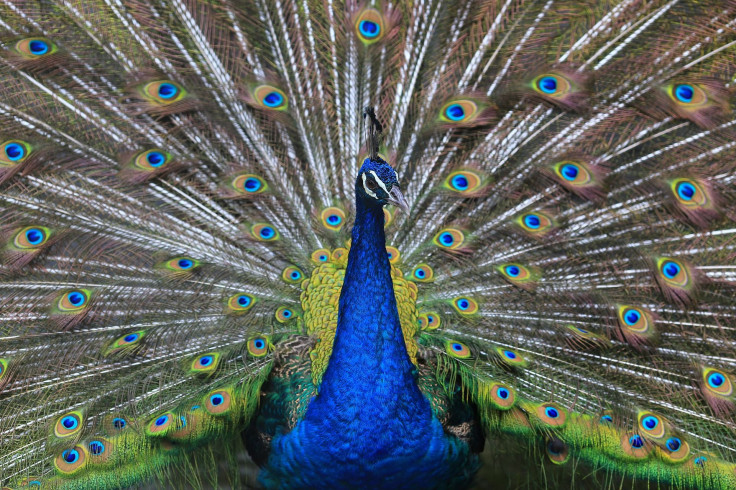 peacock-3100887_1920