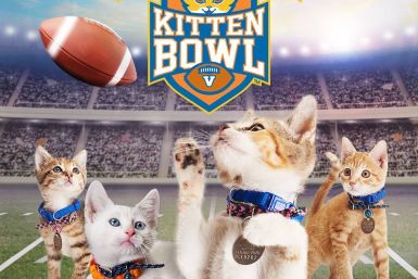 Kitten Bowl