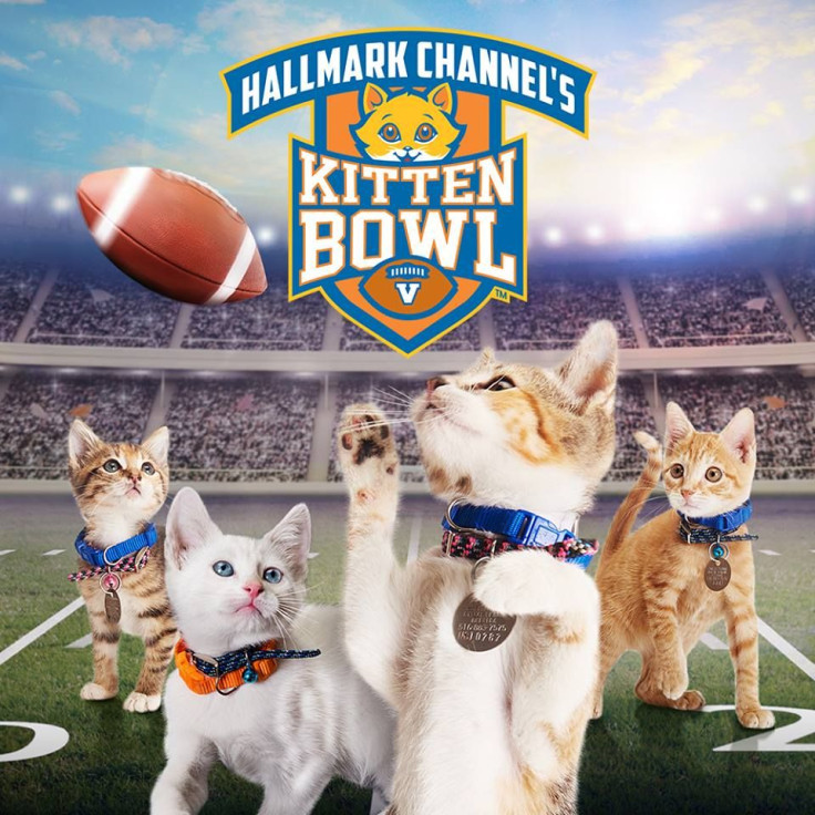 Kitten Bowl