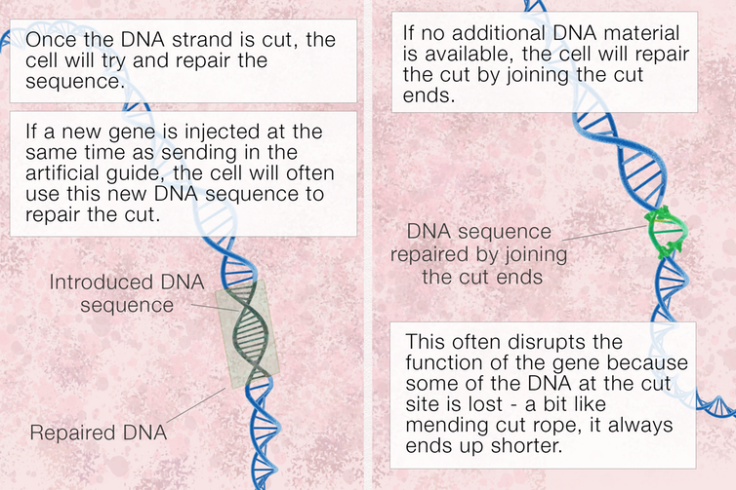 cas2