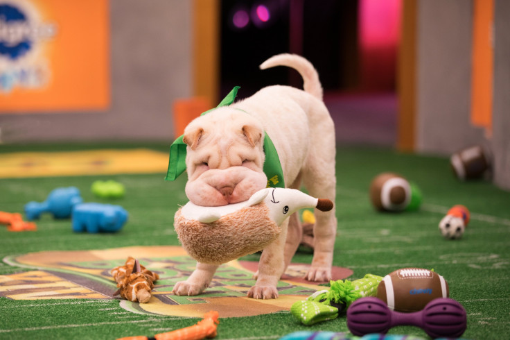 puppy bowl 2018