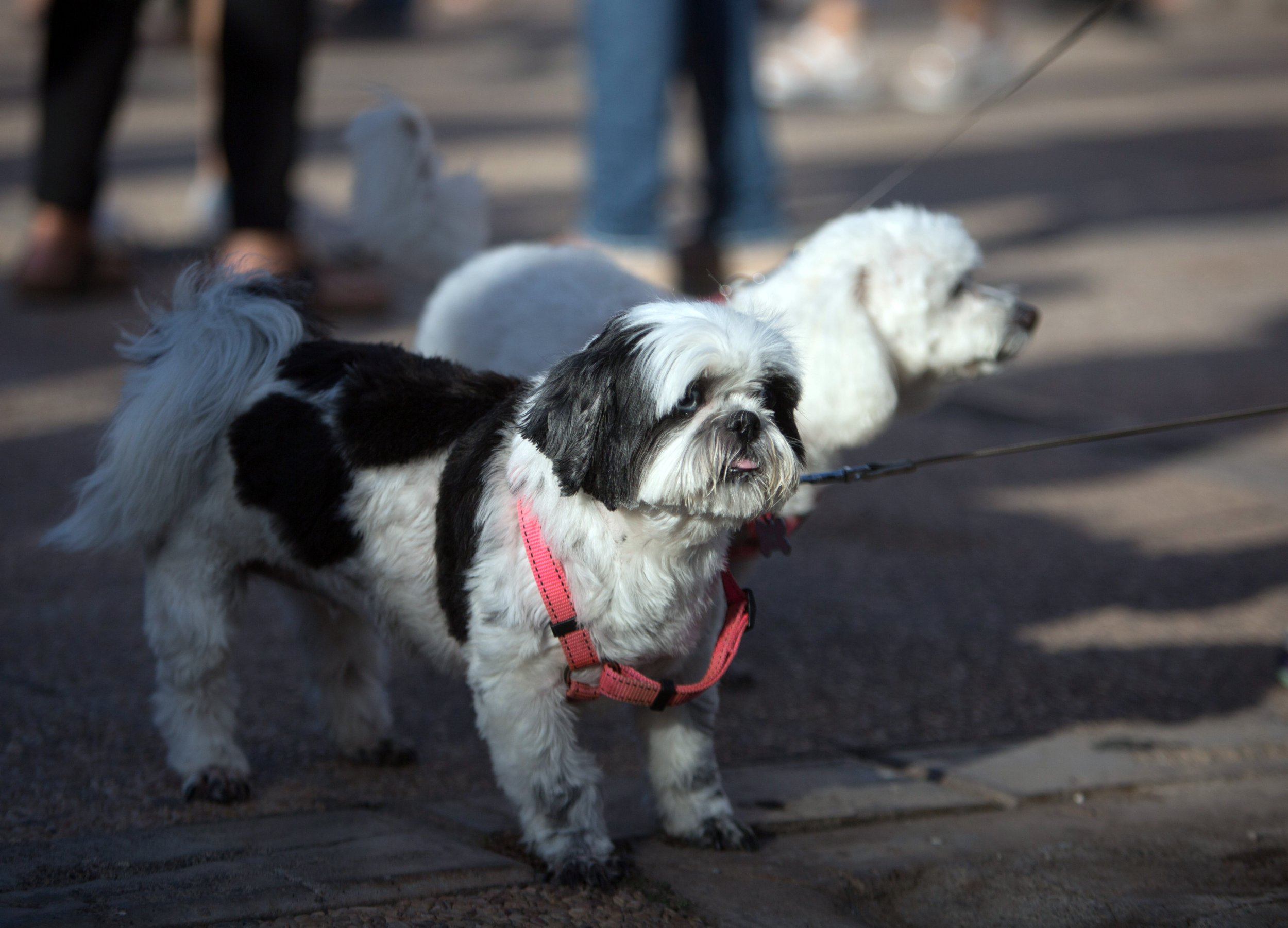 Katy PetSmart fires groomer who mishandled dog