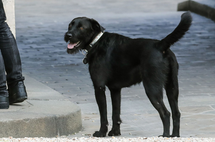 black labrador