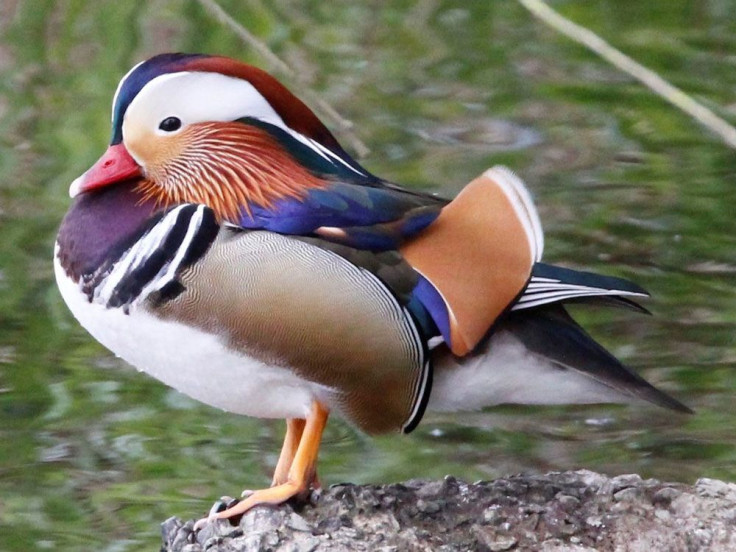 Mandarin_duck