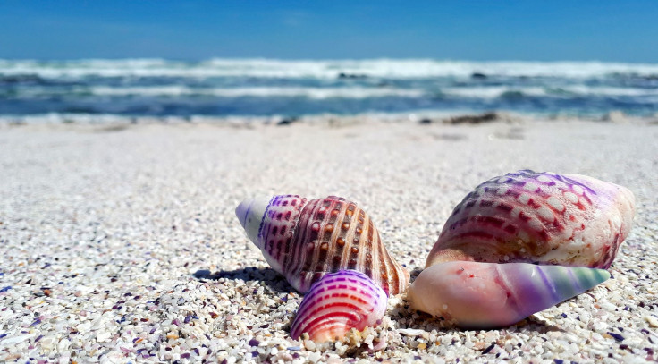 Seashells