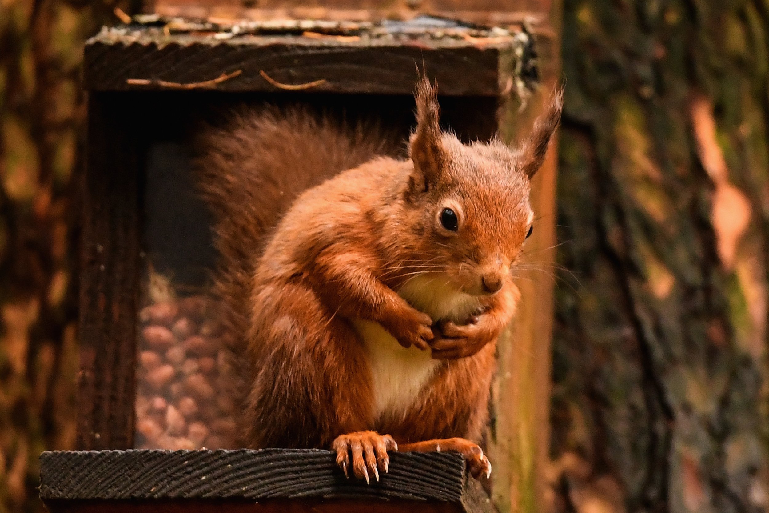 Squirrel emotions. Squirrel emote.