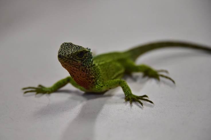 Lizard
