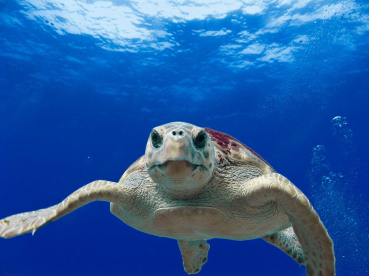 loggerhead-turtle-123402_1920