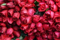valentines day roses playlist