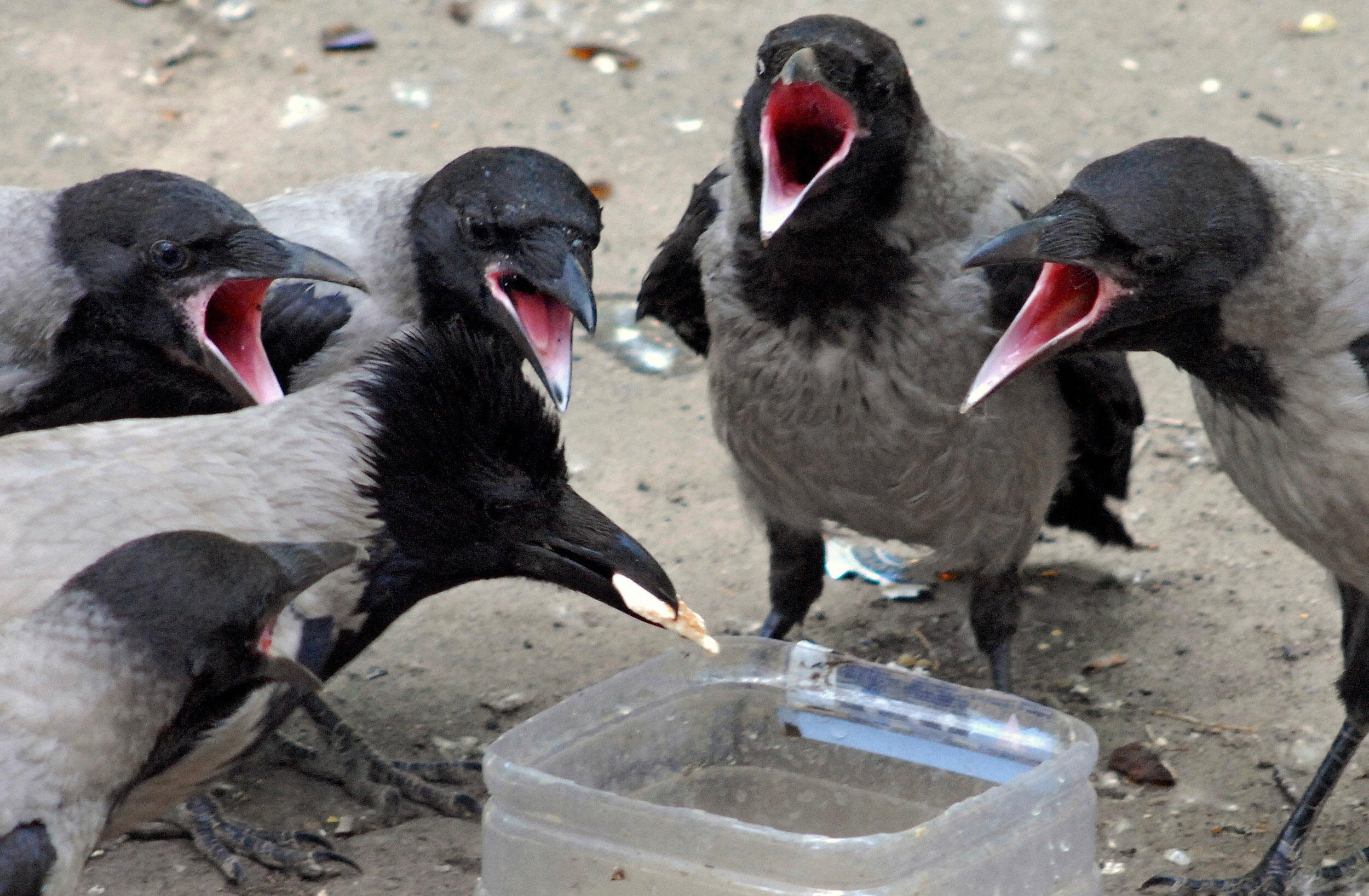 trenton-lasers-loud-noises-to-scare-off-growing-crow-population