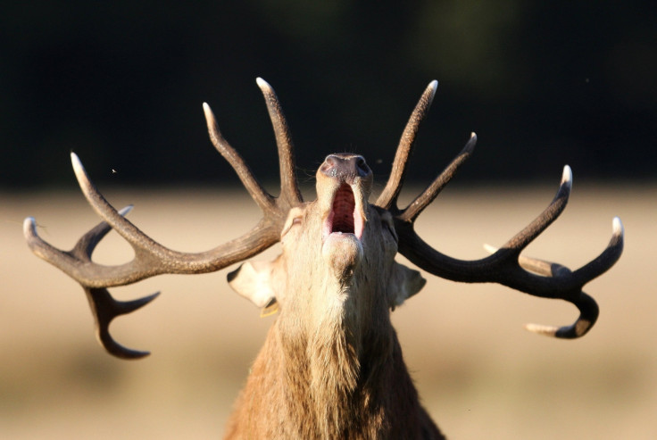 Elk