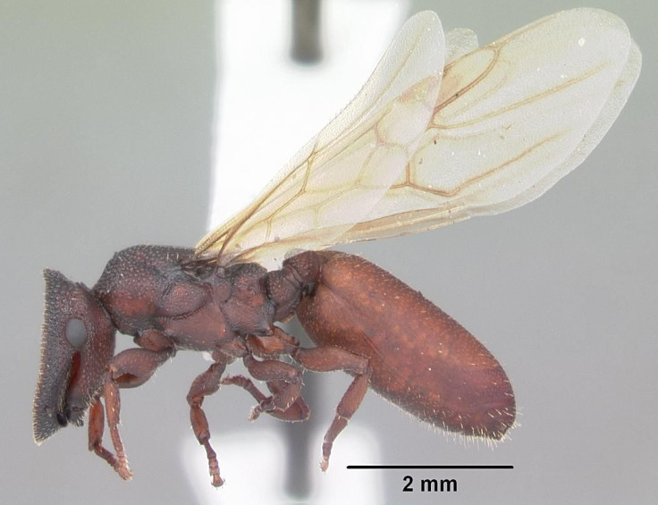 door-head-ant