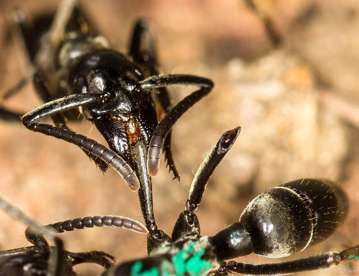 ant-wound-care