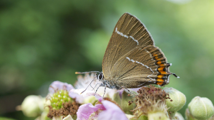 White_Letter_Hairstreak