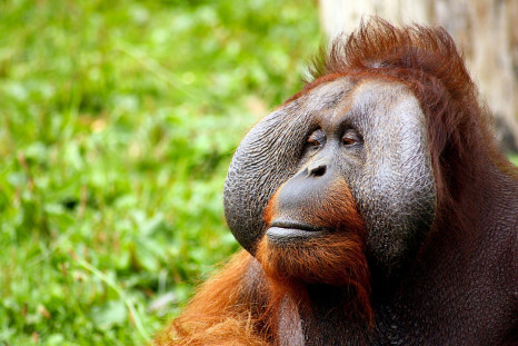 bornean-orangutan