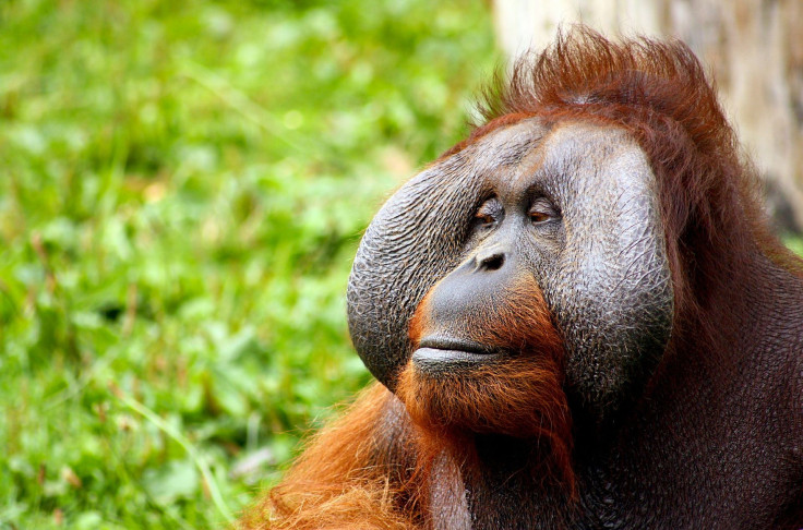 bornean-orangutan