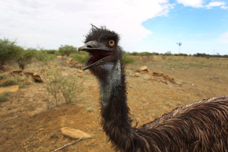 emu