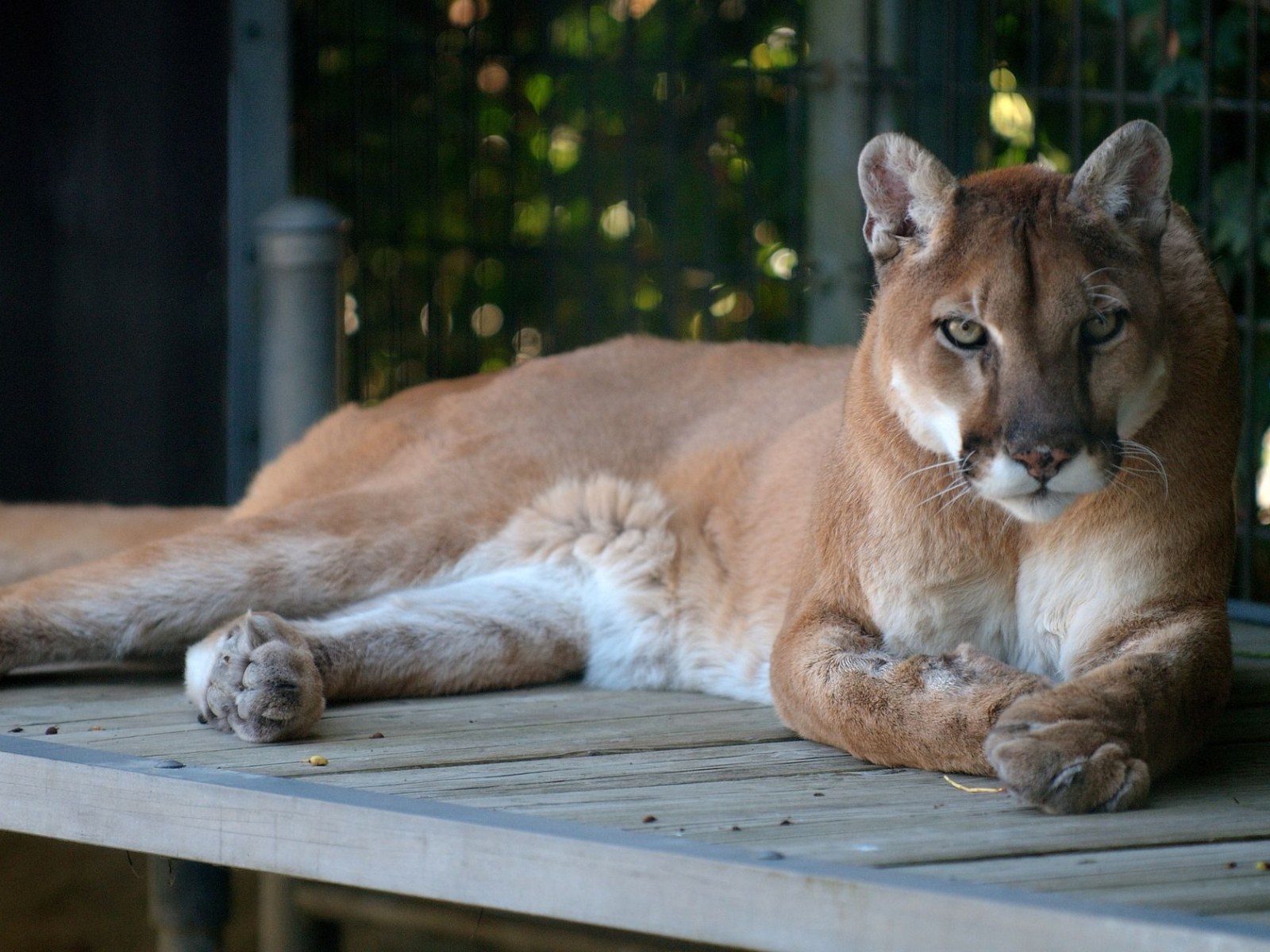 Mountain Lion Attacks 8-Year-Old Boy, Dog Teams Called In Track Down Animal | IBTimes