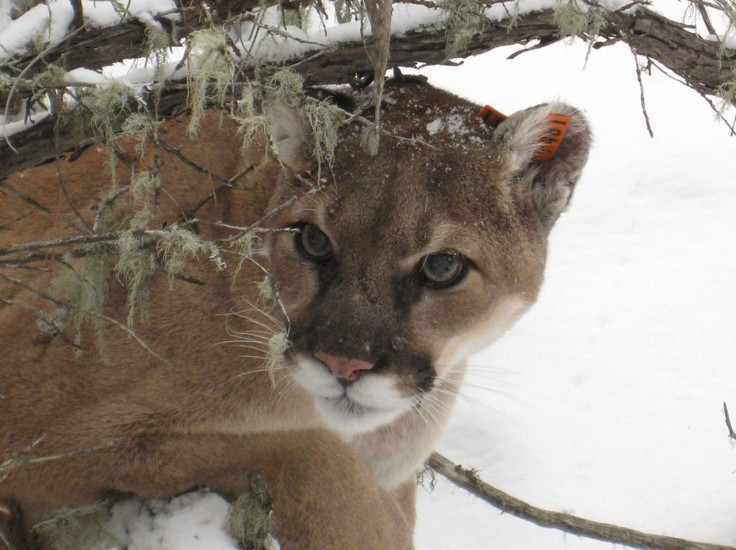 mountain-lion-938474_1280