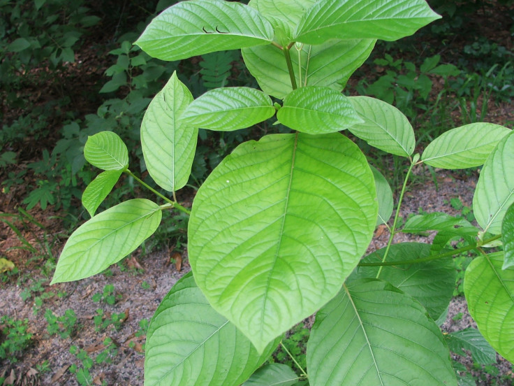 kratom-leaves