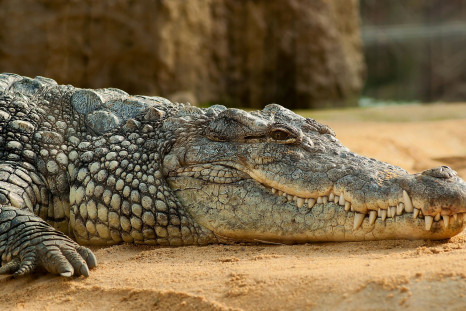 nile-crocodile-245013_1920
