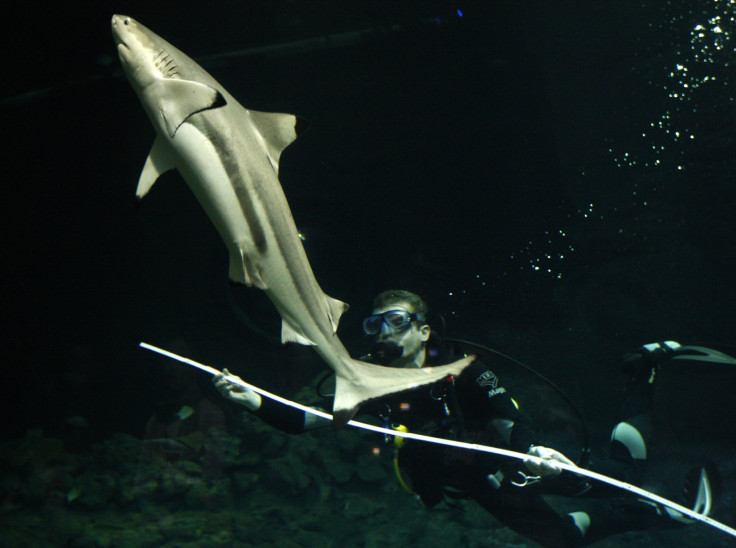 blacktip shark