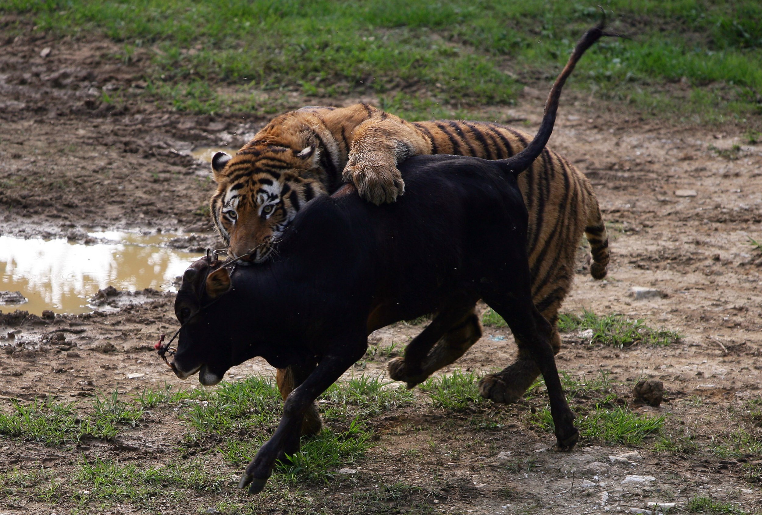Хищники становятся добычей. Нгадонский тигр. Нападающий Амурский тигр. Тигр охотится.
