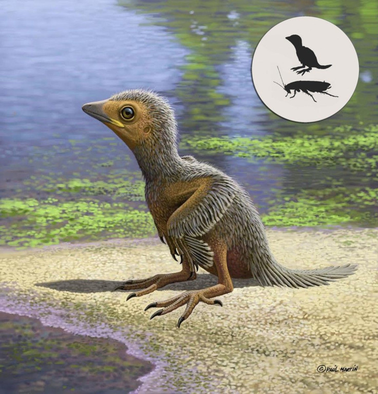 Baby bird fossil 