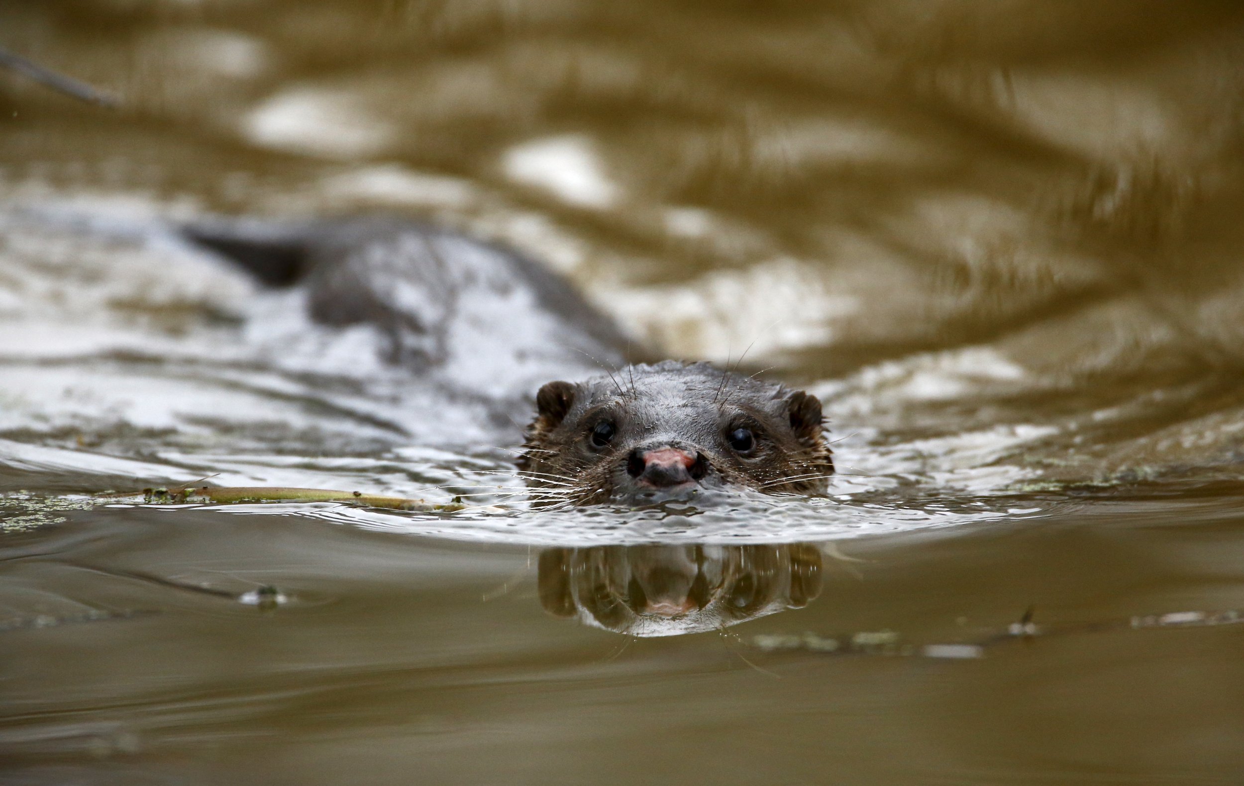 Rabid Otter Bites, Partly Rips Off Elderly Kayaker's Ear During Violent ...