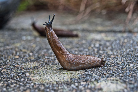 slug-1569009_1920