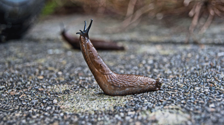 slug-1569009_1920