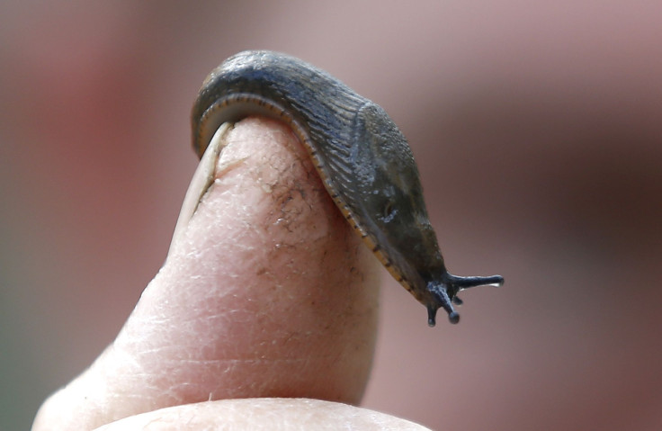 slug