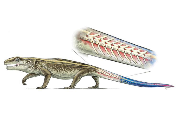 Ancient Tail detaching reptile