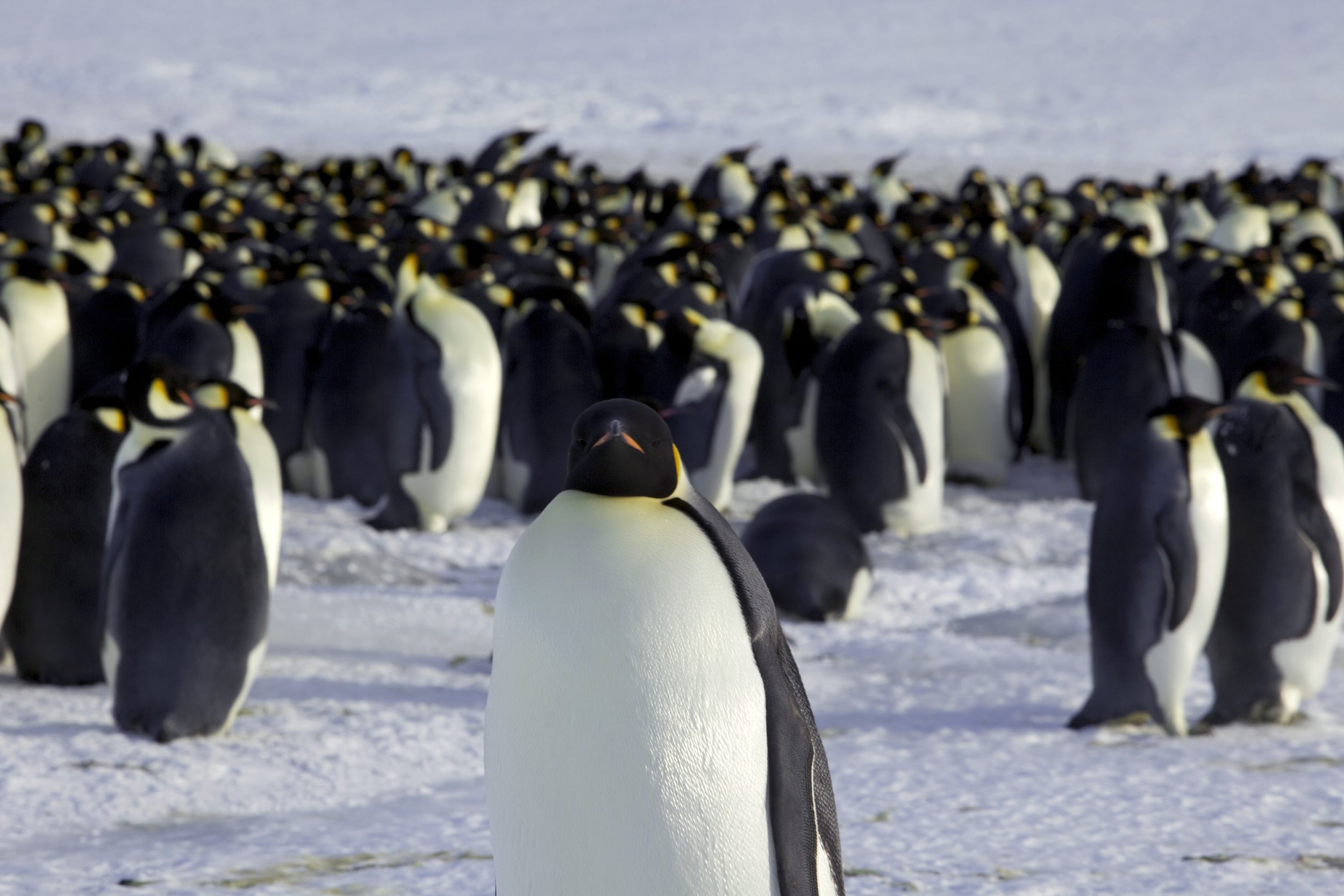 Watch Emperor Penguins In Antarctica Find Camera On Ice Take Selfie