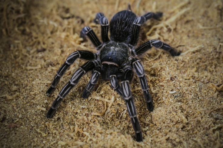 Tarantula 