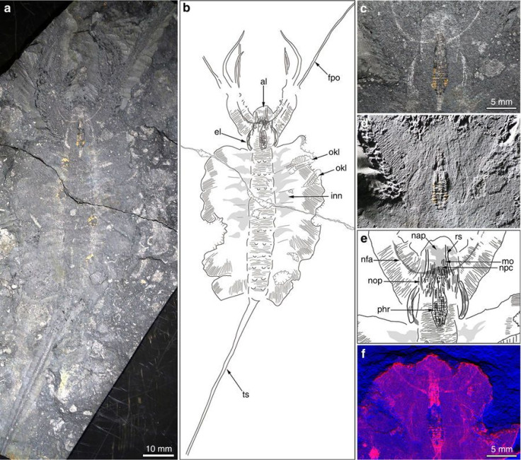 ancient predator brain fossil